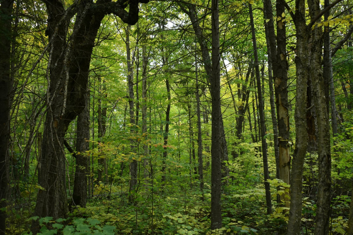 Picture of lush green forest